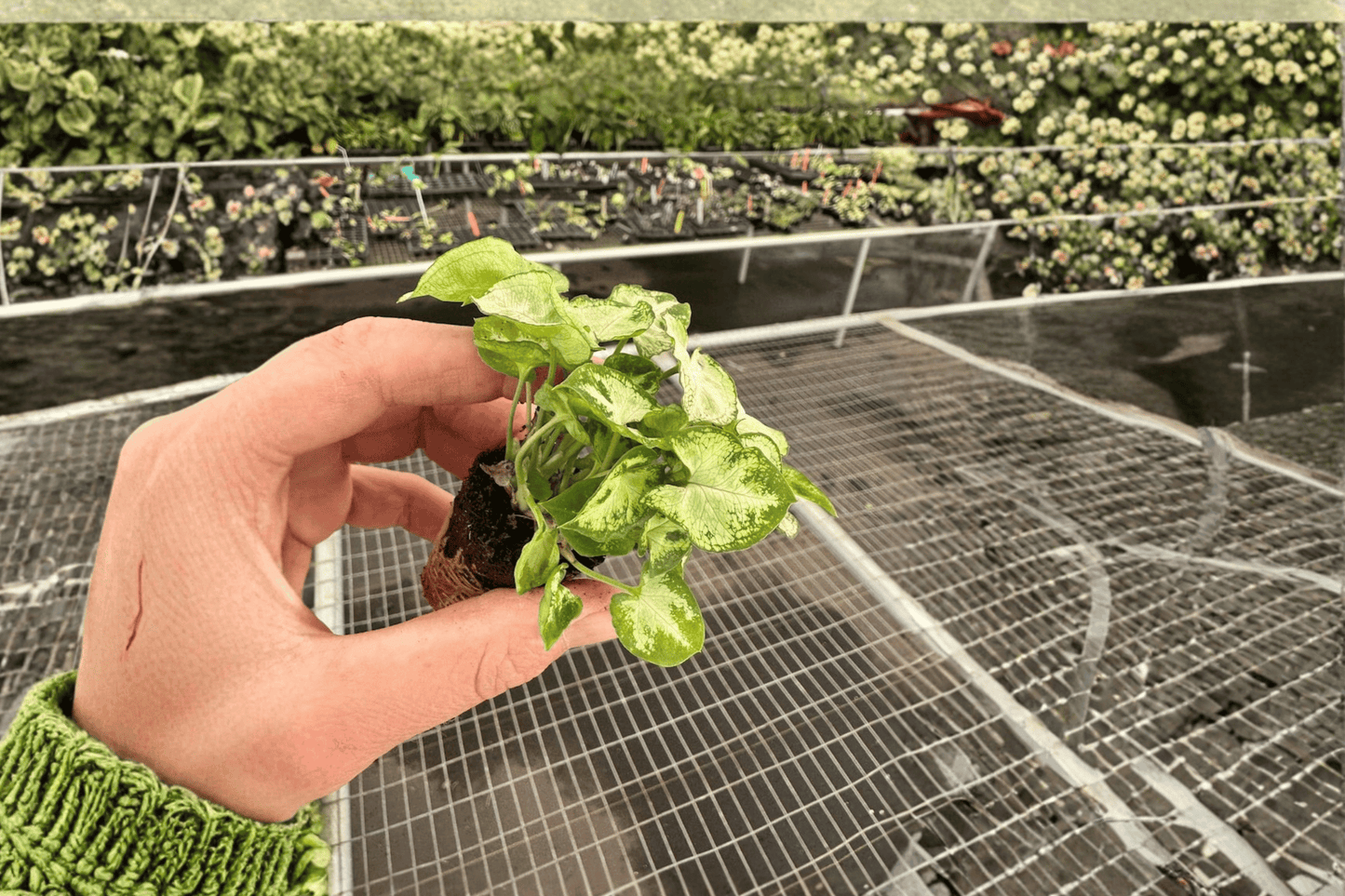 Syngonium Shorty 2 Live Starter Plants – 2-Inch Pot Size – Syngonium ‘Shorty’