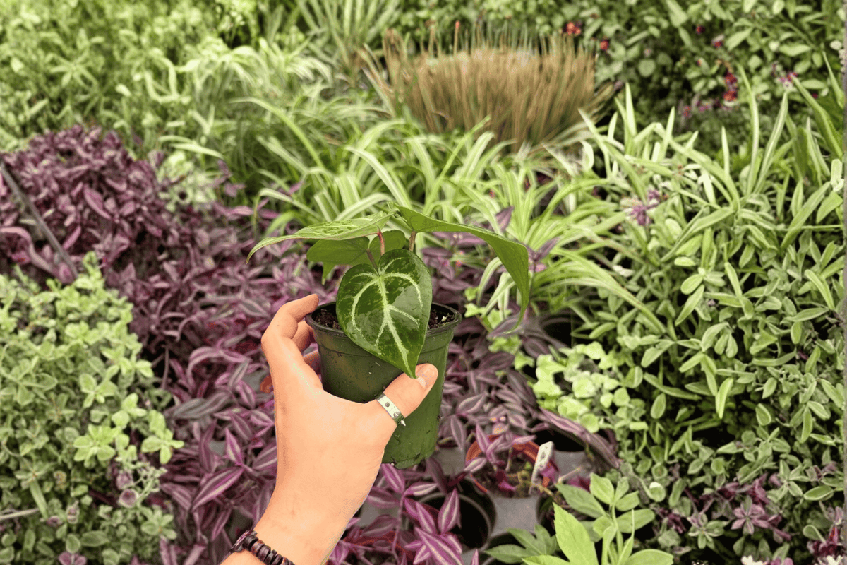 Anthurium Hoffmannii × Red HU 2 Exact Live Plants – 4-Inch Pots – Anthurium Hybrid