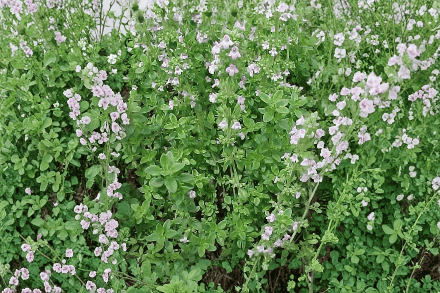 Lemon Thyme Live Plant – 4-Inch Pot – Thymus × citriodorus