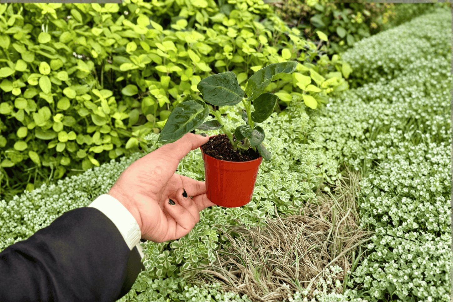 2 Dieffenbachia 'Reflector' Starter Plants in 2-Inch Pots – Dieffenbachia 'Reflector'