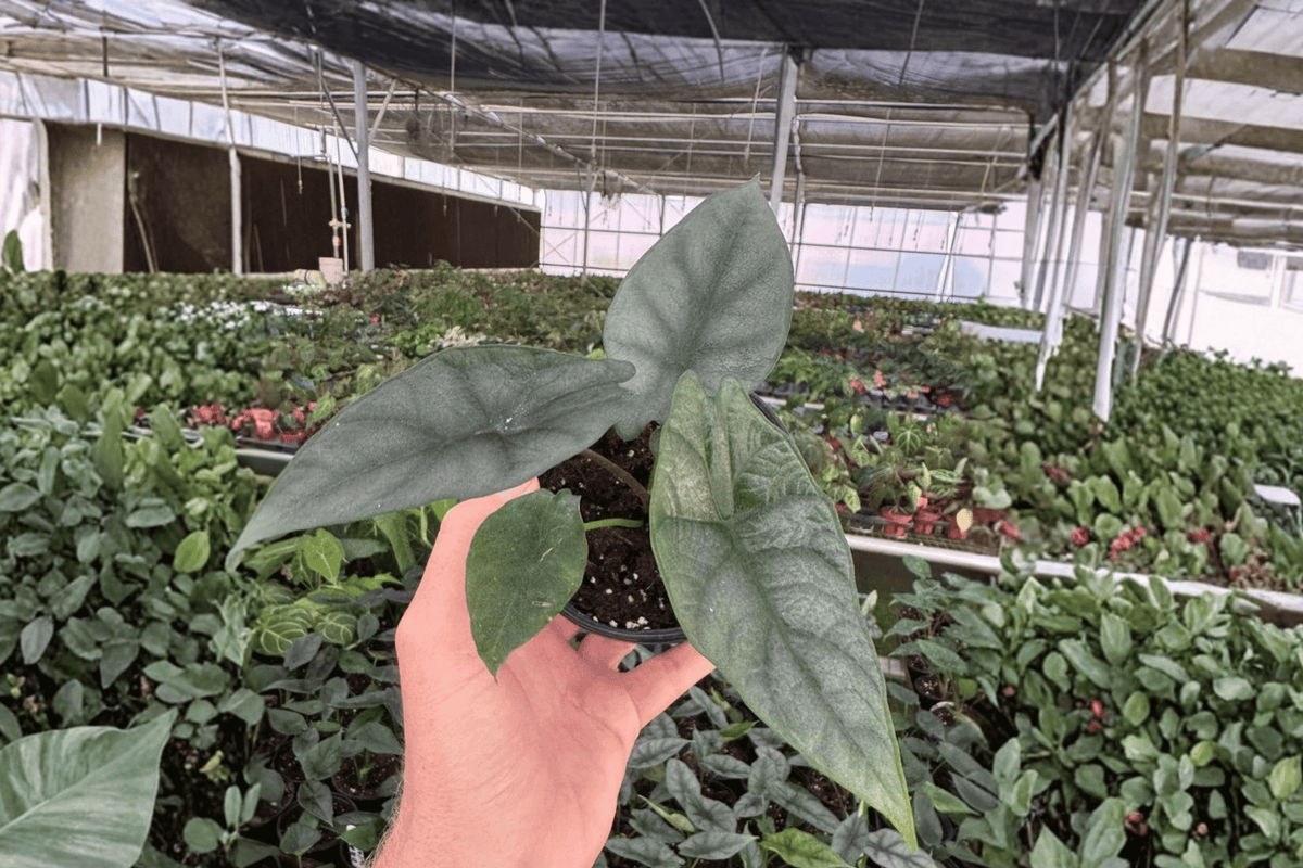 Alocasia Silver Wings 2 Live Plants – 4-Inch Pots – Alocasia scalprum × ‘Silver Dragon’