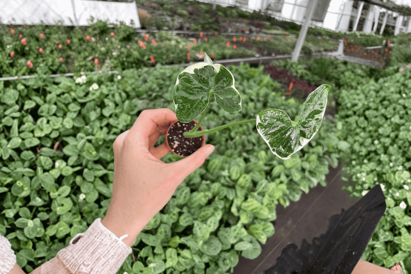 2 Alocasia 'Mickey Mouse' Variegated Starter Plants – Bare Root – Xanthosoma 'Mickey Mouse'