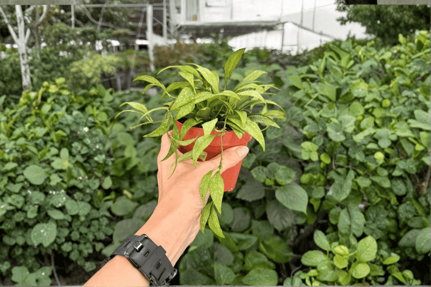 2 Hoya crassipetiolata 'Splash' Exact Live Plants – Specific Plants in 4-Inch Pots