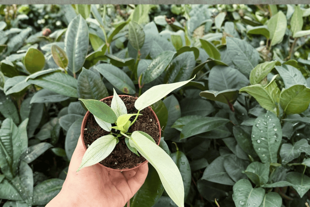 Philodendron Florida Ghost Mint 2 Exact Live Plants – 4” Size