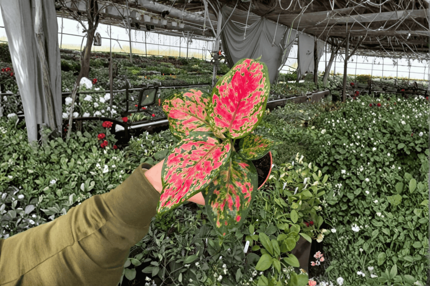 2 Aglaonema 'Beauty' Live Plants – 4-Inch Pots – Aglaonema 'Beauty'