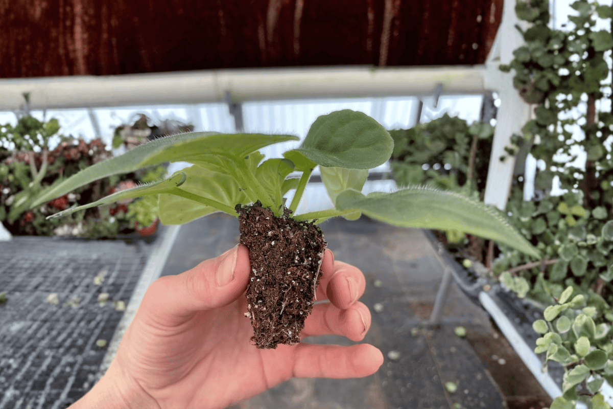 2 Birth of Galaxy African Violet Starter Plants – Streptocarpus ionanthus