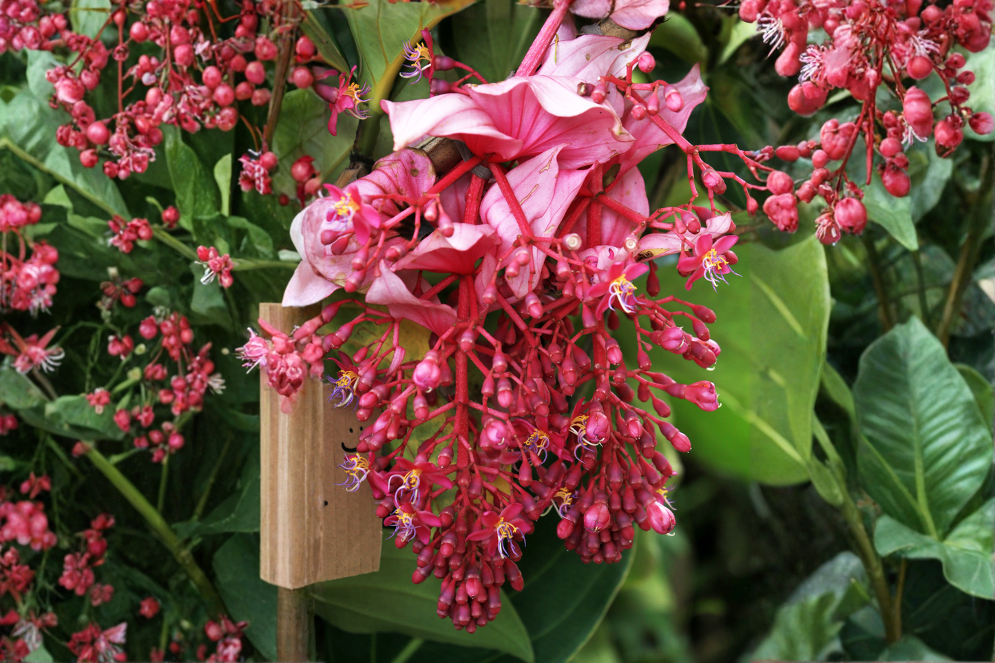 Florinilla 'Arosa' Medinilla Live Starter Plant – Well Rooted Tropical Ornamental
