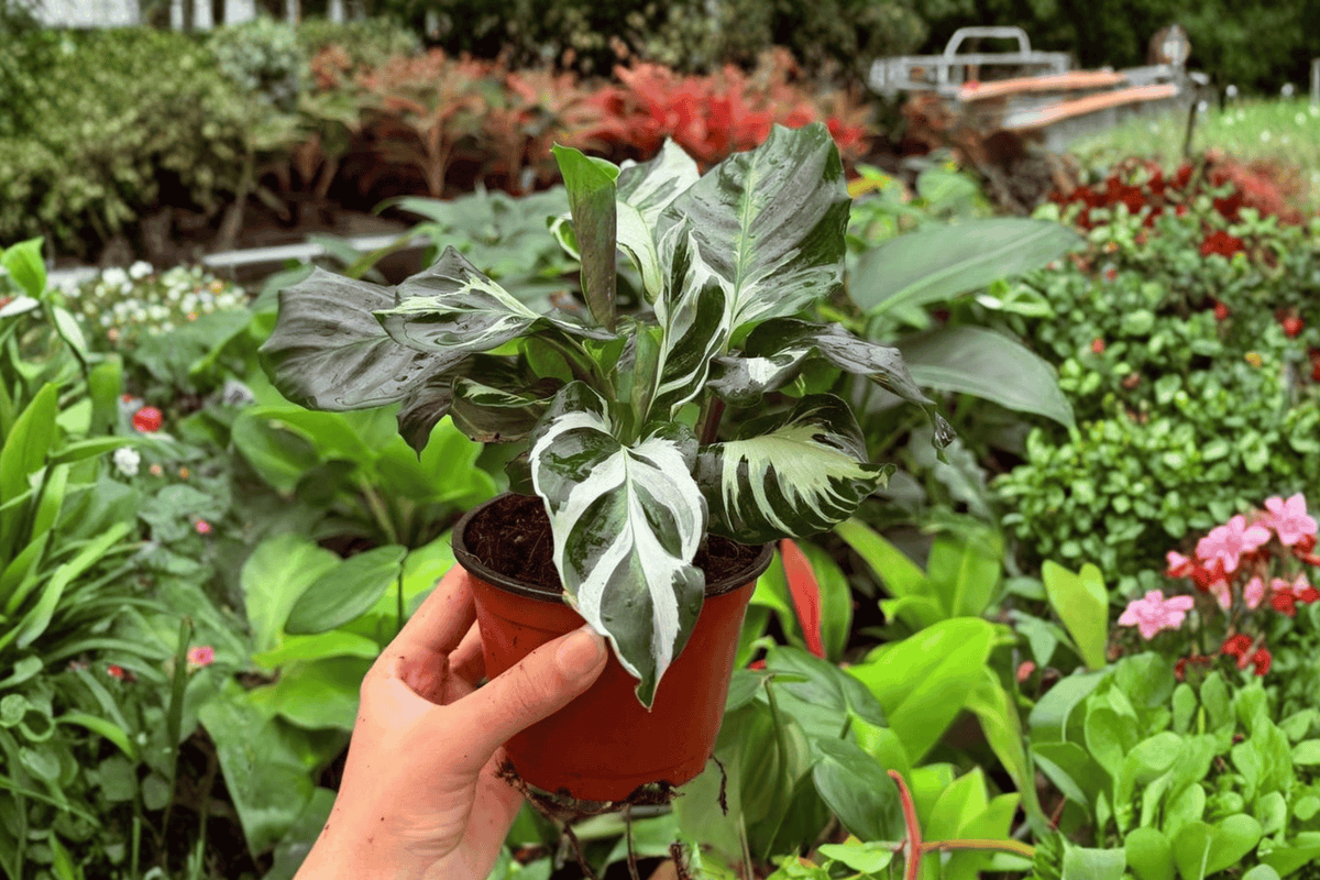 Calathea Stella – 2 Exact Live Plants in 4” Pots