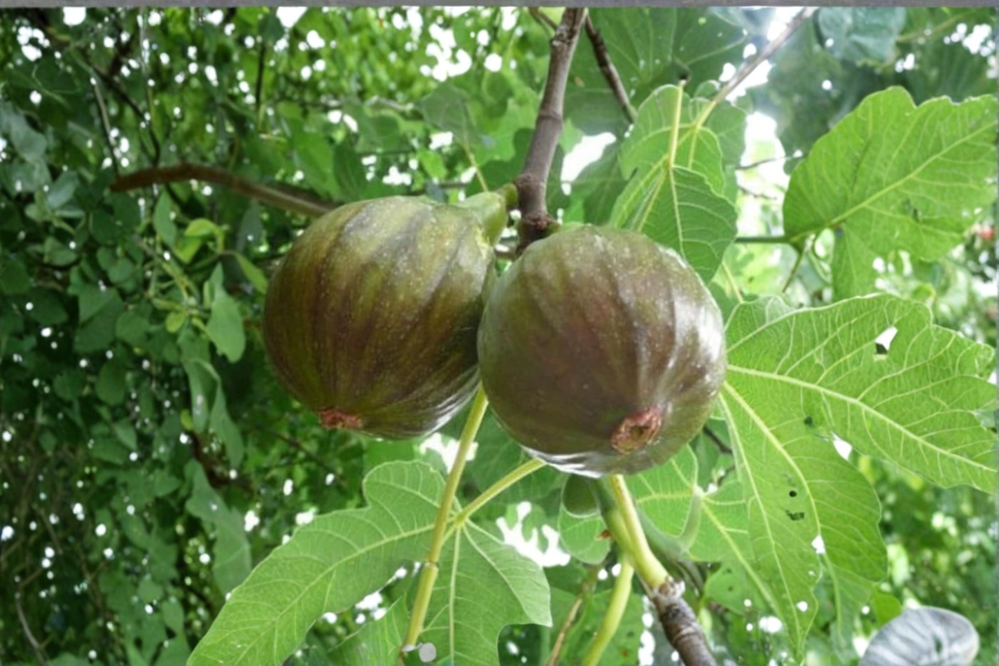 Olympian Fig Tree Live Plant 1 Gallon Pot Sweet Fig Fruit Tree Cold Hardy Backyard Orchard Container Garden Plant