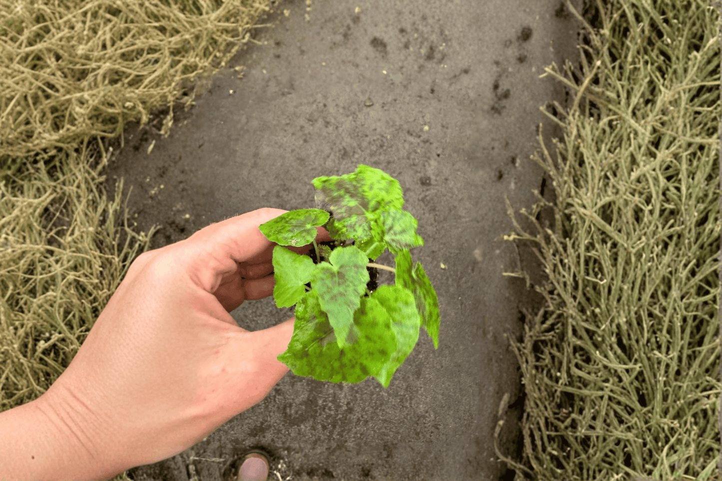 Shy Dancer Begonia Live Starter Plant – 2 Plants Bare Root – Begonia 'Shy Dancer' – Originally Grown in 2" Pot