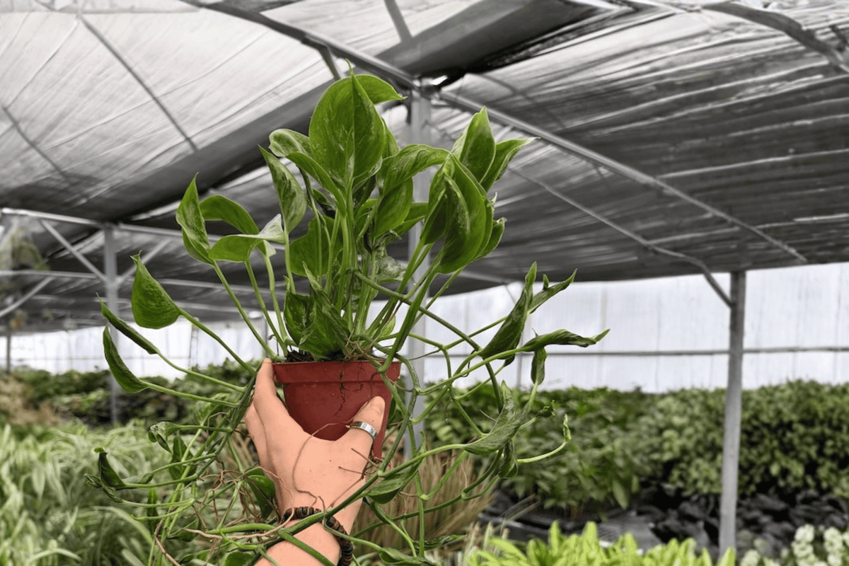 Shangri La Pothos 2 Exact Live Plants – 4-Inch Pots – Epipremnum aureum ‘Shangri La’