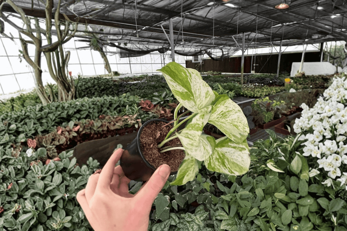 2 Manjula Pothos Live Plants in 4-Inch Pots – Epipremnum aureum 'Manjula'