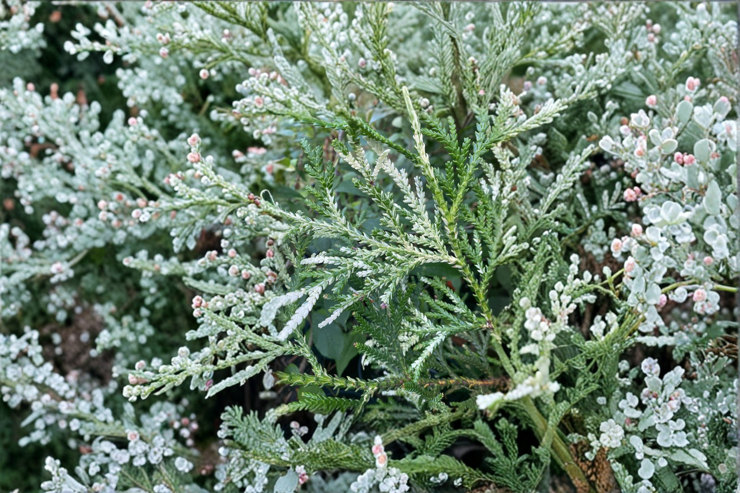 Variegated Hiba Arborvitae 8” Live Plant – Thujopsis dolobrata ‘Variegata’ Evergreen in 4” Pot for Garden