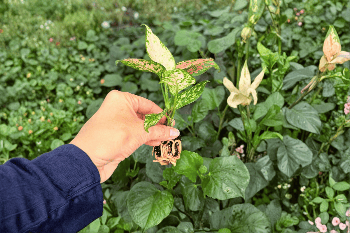 Aglaonema Diamond 2 Exact Starter Plants – Aglaonema ‘Diamond’ 2” Size Bare Root