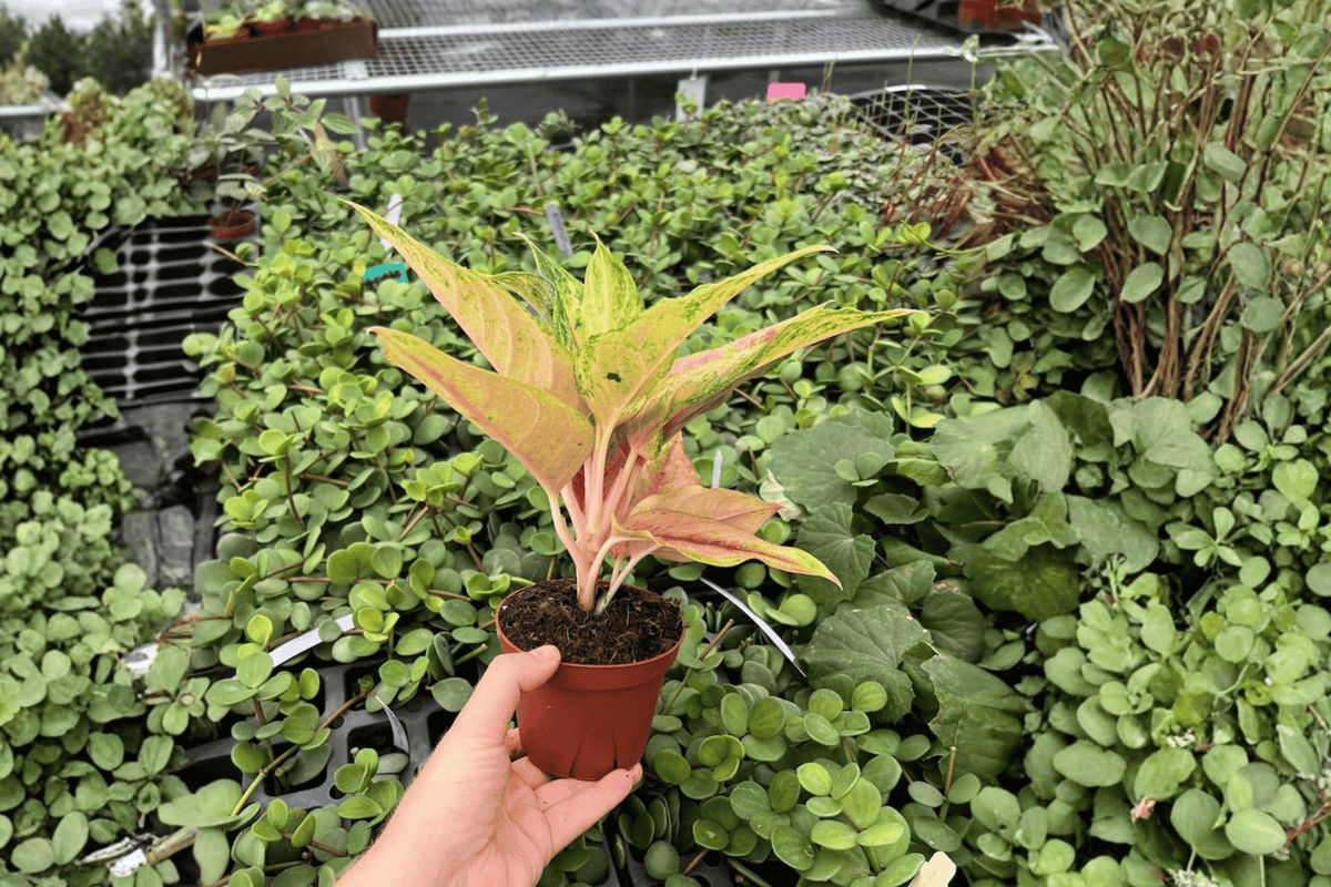 Aglaonema Prakaiphet 2 Live Plants – 4-Inch Pot Format – Aglaonema ‘Prakaiphet’