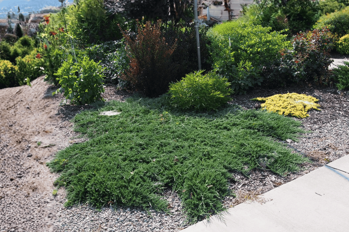 Blue Rug Juniper 1 Live Groundcover Shrub, 3 Gallon Pot, 15 Inches Tall – Juniperus horizontalis ‘Wiltonii’