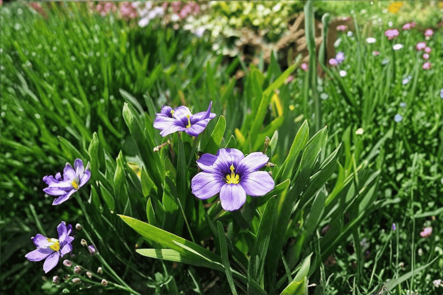 Rocky Point Blue-Eyed Grass 1 Live Plant – 4-Inch Pot – Sisyrinchium bellum ‘Rocky Point’