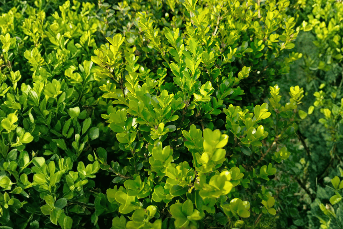 Little Missy Boxwood 1 Live Evergreen Shrub, 2 Gallon Pot, 8 Inches – Buxus microphylla ‘Little Missy’