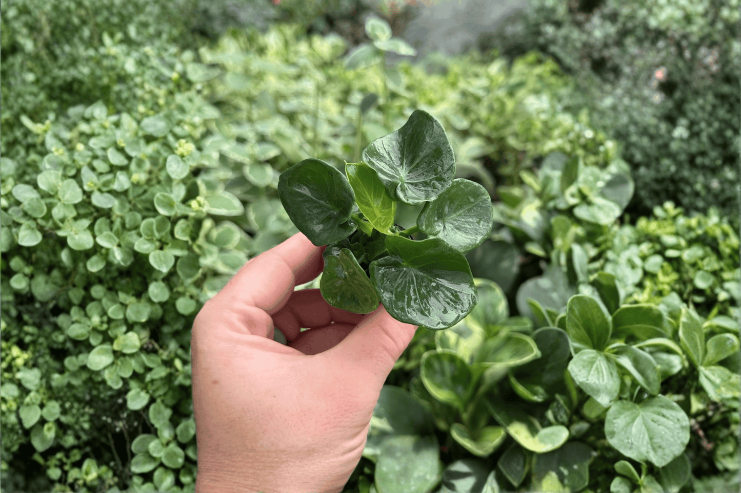 Philodendron Super Atom 2 Exact Live Starter Plants – 2-Inch Starter Size