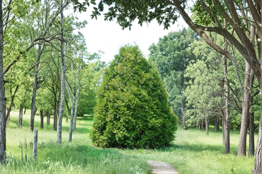 Elegantissima Arborvitae Live Plant Quart Pot Golden Tip Evergreen Thuja Privacy Hedge Shrub Landscape Plant