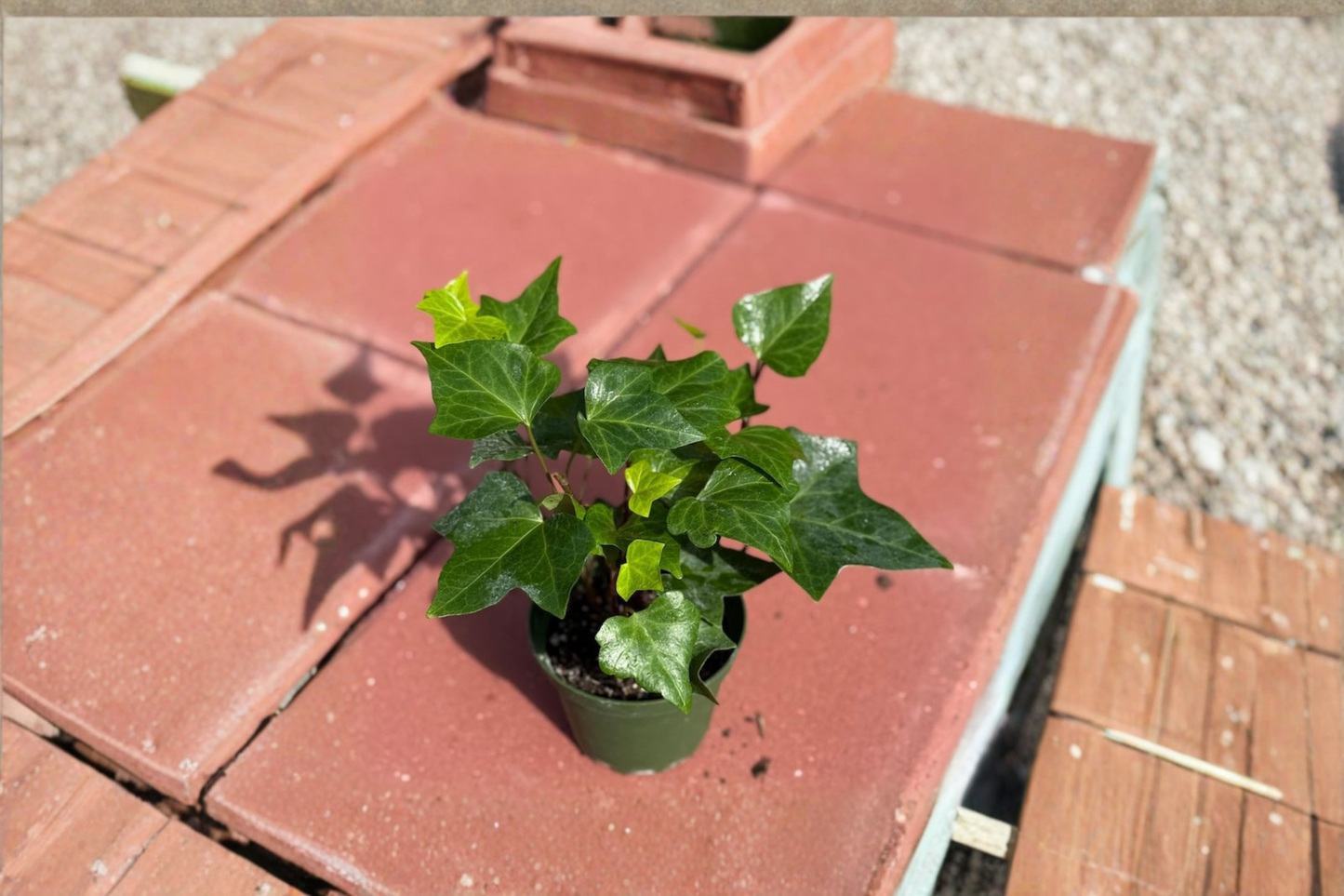 Neon Algerian Ivy Live Plant Hedera Algeriensis Trailing Houseplant in 4 Inch Pot Indoor Outdoor Decor Gift