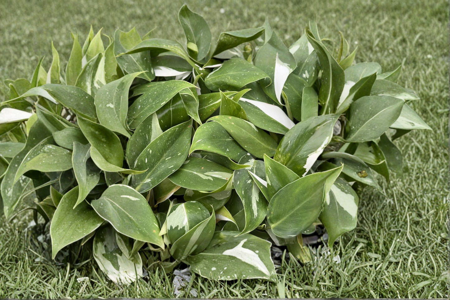 Philodendron White Princess Live Plant Rare Variegated Philodendron Tropical Houseplant in 2 Inch Pot