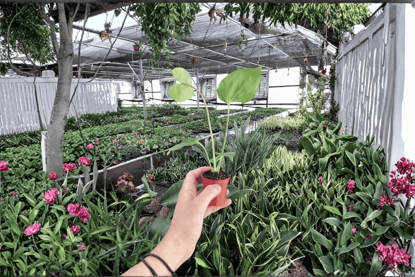 2 Anthurium 'Oaxaca' Live Plants in 2-Inch Pots – Rare Tropical Houseplants