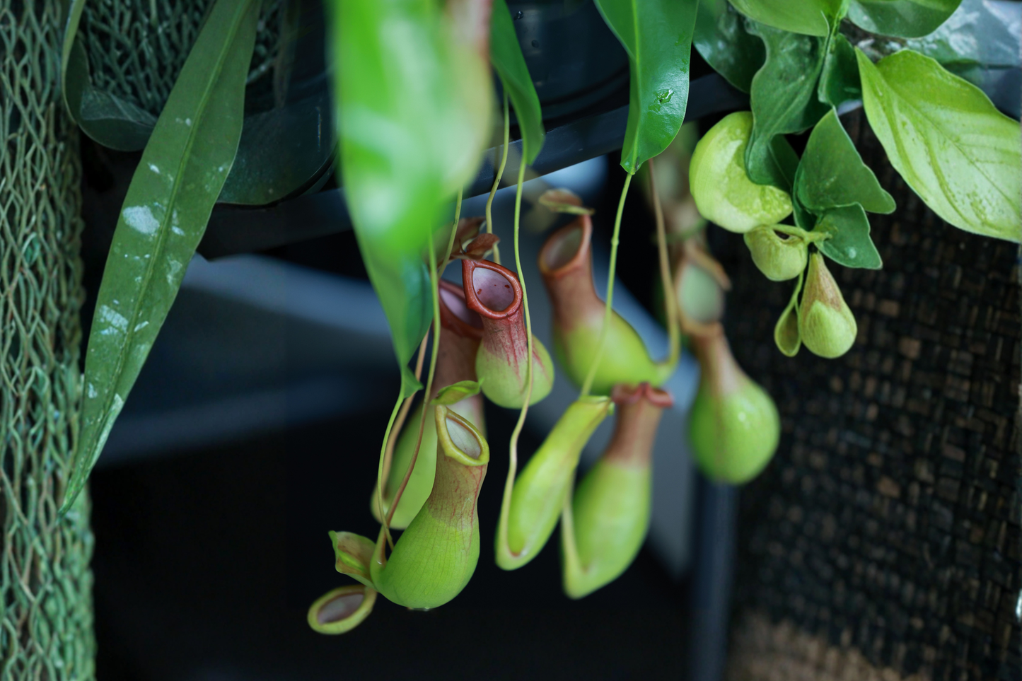 5 Live Carnivorous Plants Assortment – Different Species in 2-Inch Pots