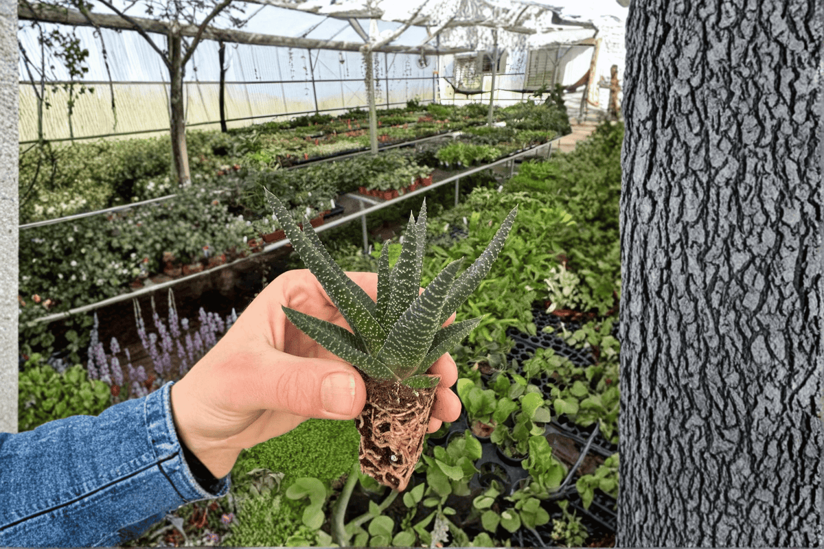 2 Haworthia 'Royal Highness' Starter Plants – Bare Root Live Succulents