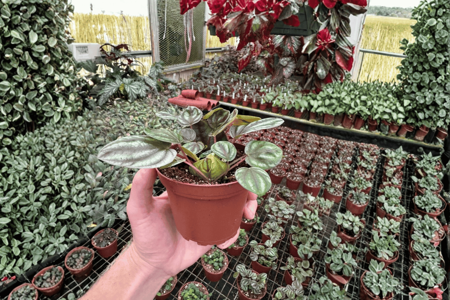 Peperomia Orba 2 Live Plants – 4-Inch Pots – Peperomia orba