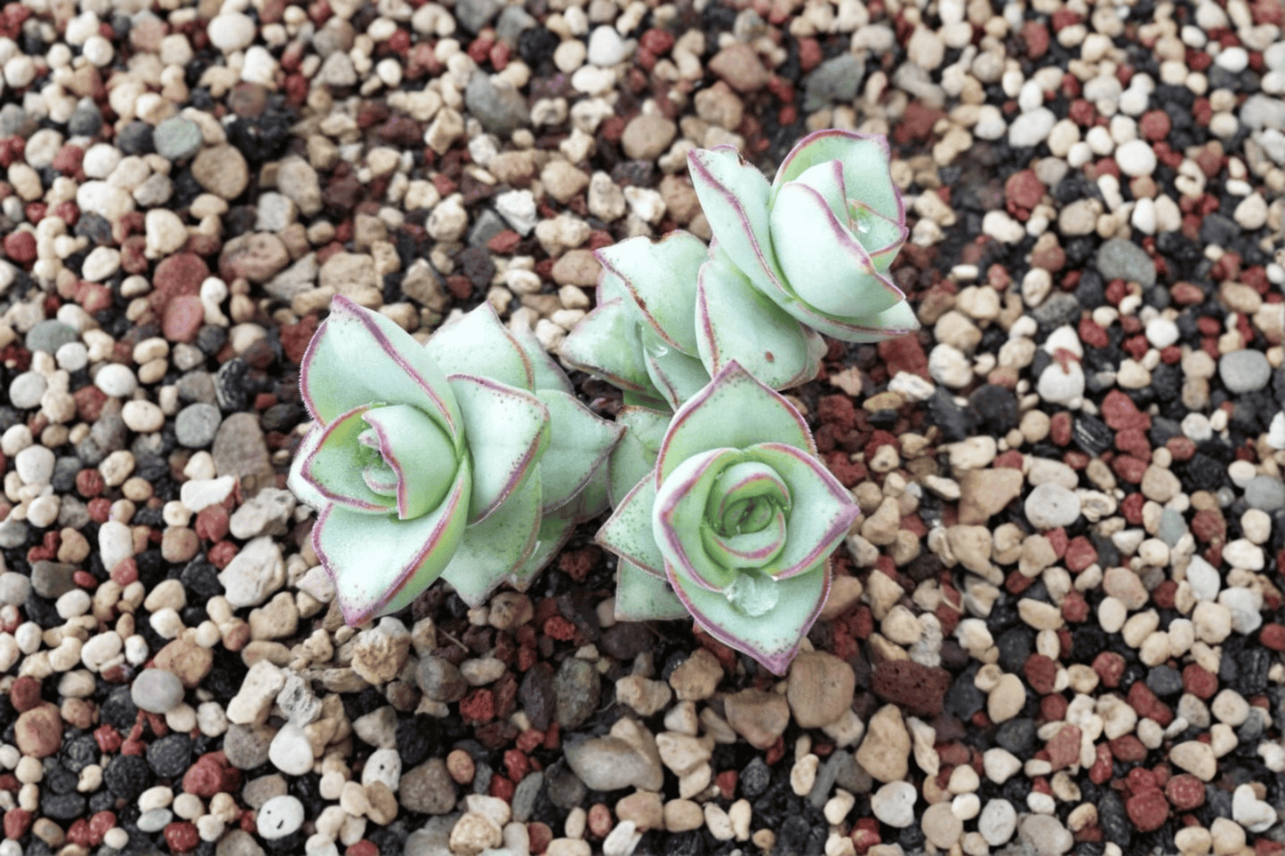 String of Buttons 1 Live Succulent – 4-Inch Pot – Crassula perforata ‘Major’
