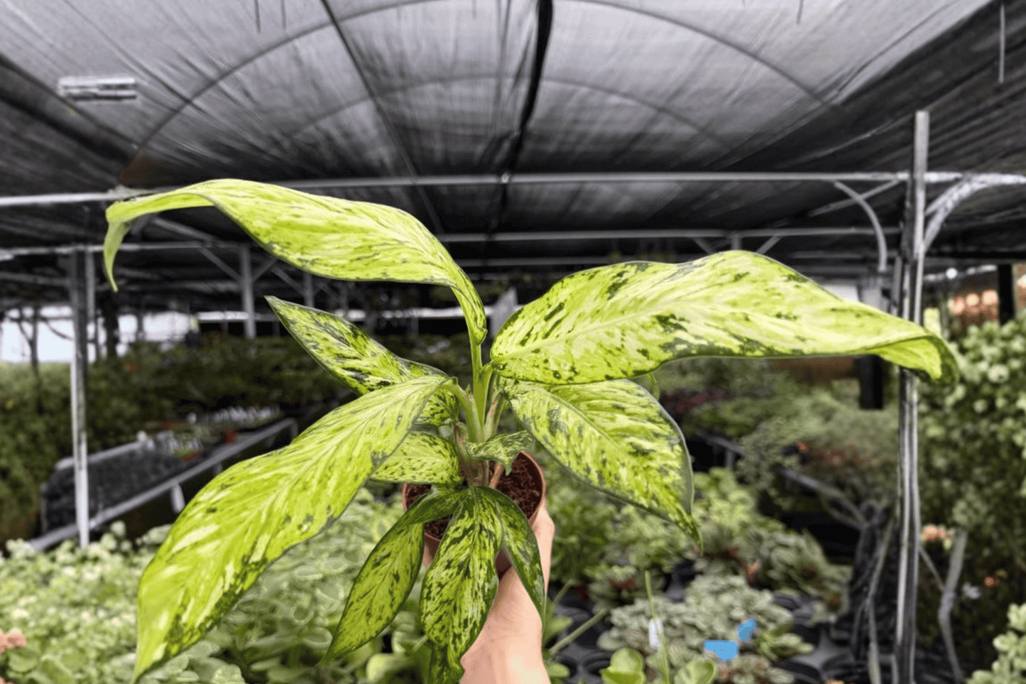 Dieffenbachia Starbright 2 Exact Live Plants – 4-Inch Pots – Dieffenbachia 'Starbright'