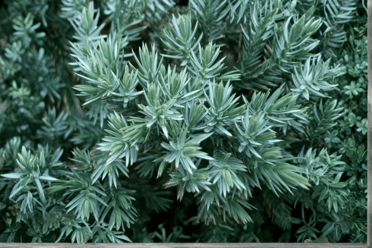Blue Star Juniper 1 Live Evergreen Shrub, 3 Gallon Pot, 12 Inches Tall – Juniperus squamata ‘Blue Star’