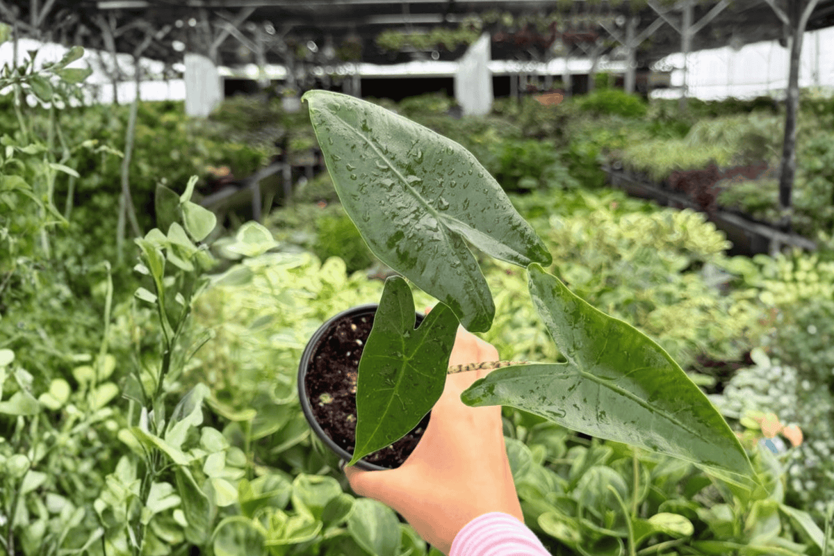 Alocasia Zebrina 2 Exact Live Plants – Alocasia zebrina Specific 4” Size Bare Root