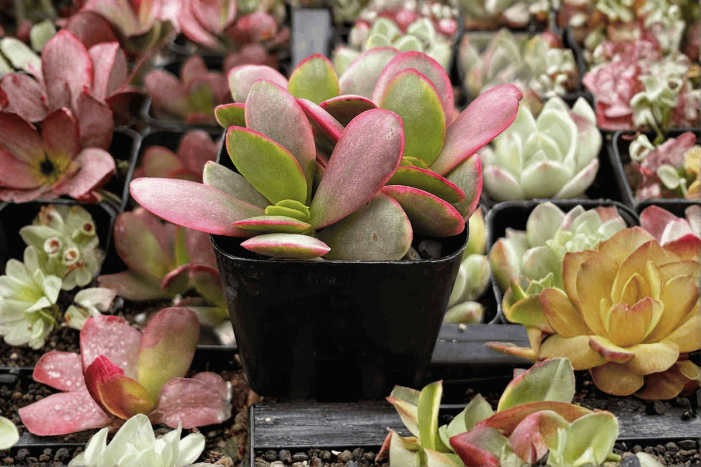 Pink Jade Succulent 1 Live Plant – 3.5-Inch Pot – Crassula platyphylla