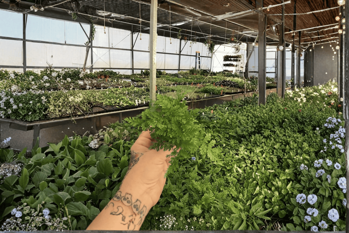 2 White Rabbit Foot Fern Starter Plants – Bare Root Live Ferns