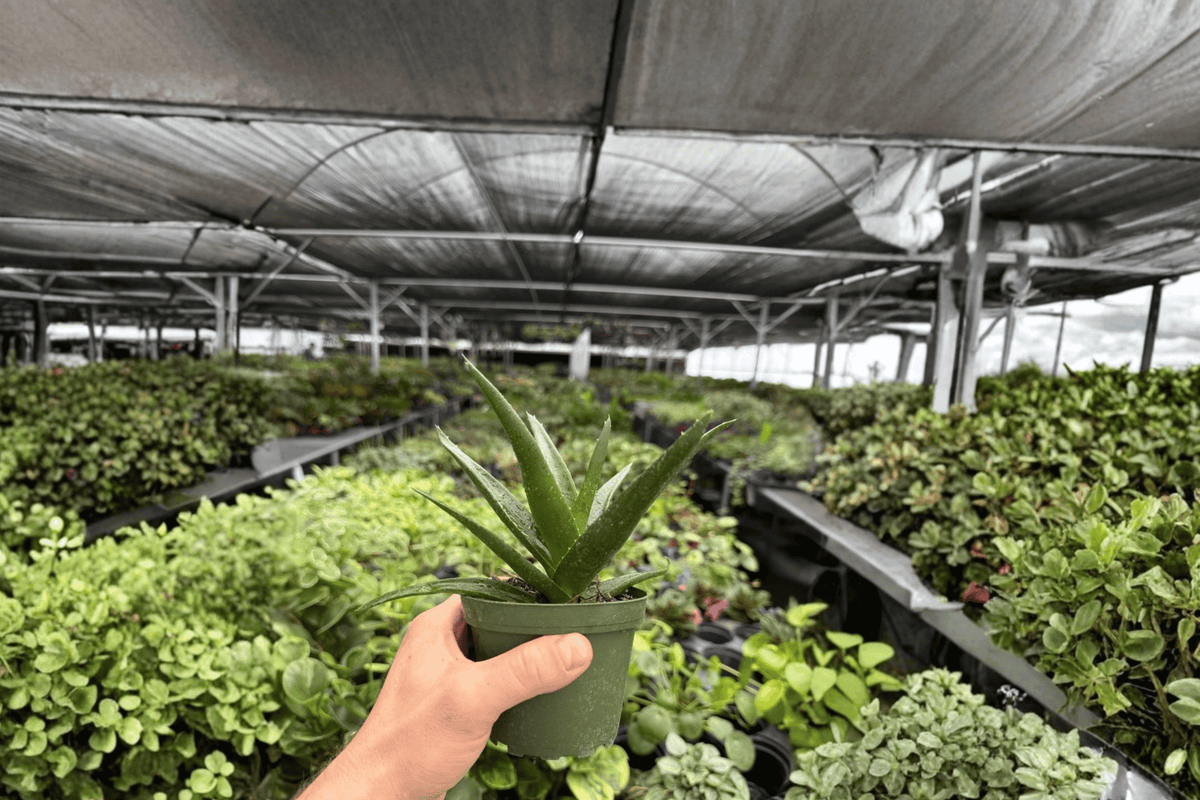 Aloe Black Gem – 2 Exact Live Succulent Plants, 4-Inch Size – Aloe ‘Black Gem’