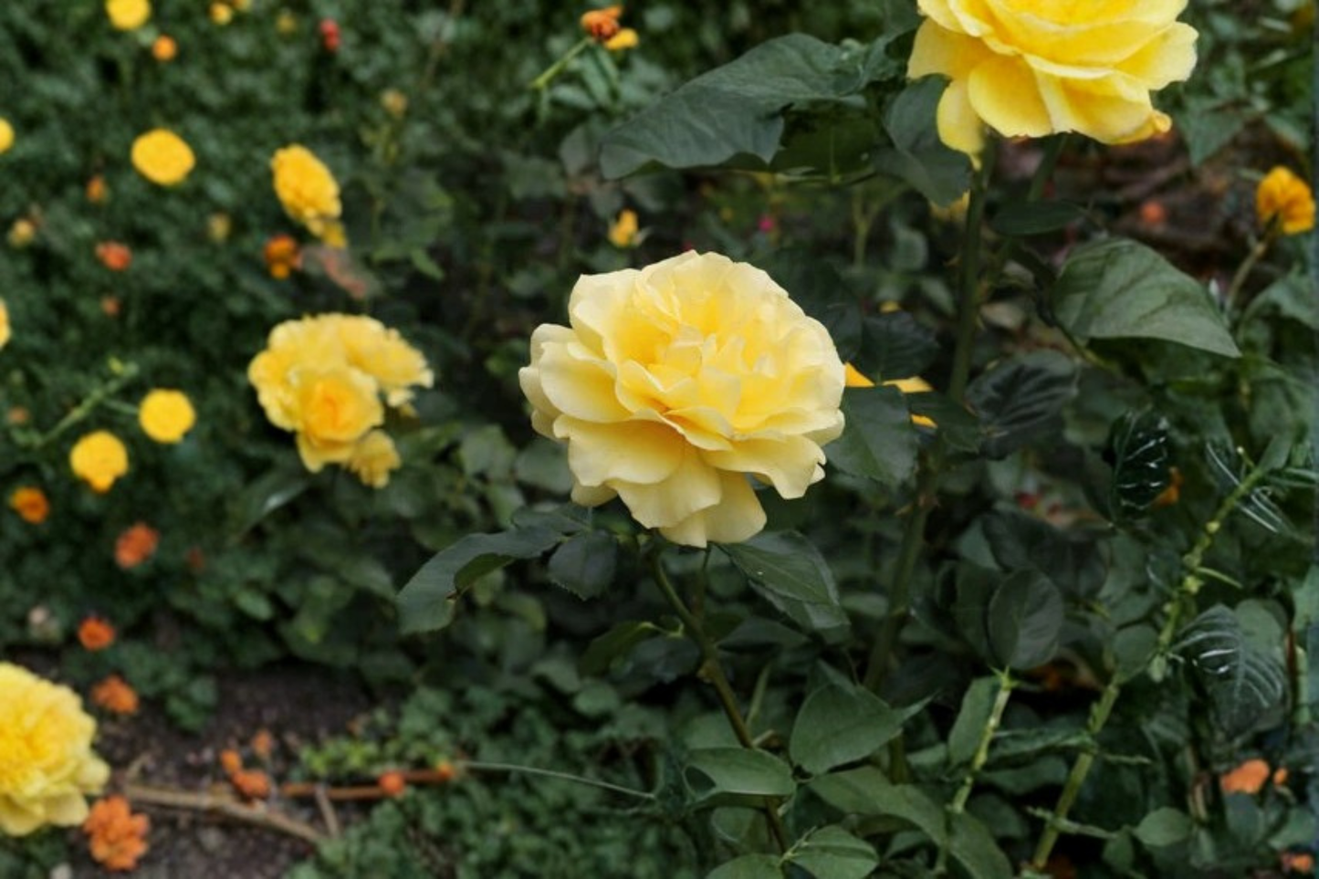 Sunsprite Rose Live Plant 2 Gallon Deep Yellow Floribunda Rose Bush for Garden Outdoor Flowering Shrub