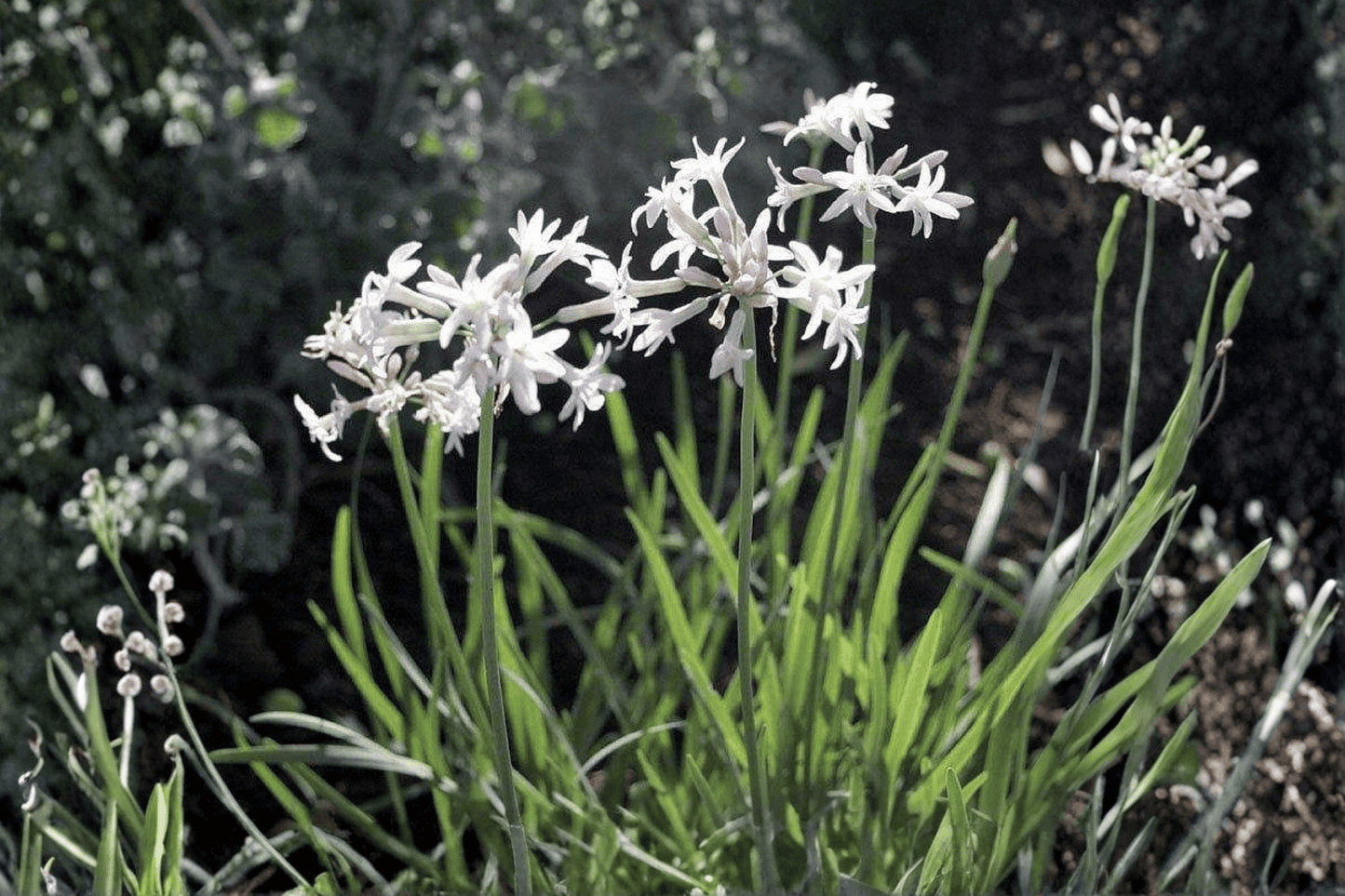 Emerisa White Society Garlic Live Plant – 4-Inch Pot – Tulbaghia violacea 'Emerisa White'