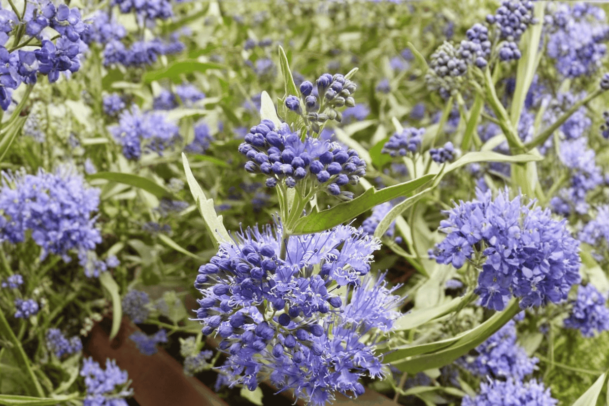 Sunshine Blue II Caryopteris 1 Live Shrub – Caryopteris ‘Sunshine Blue II’ – G2 12″ PWDP