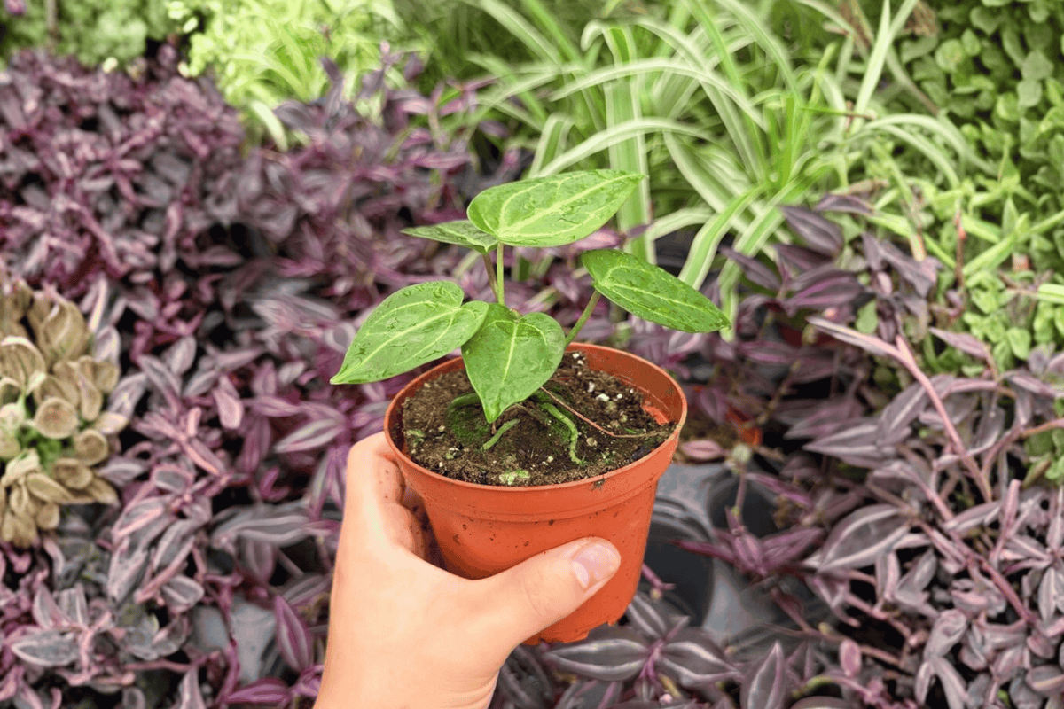 Anthurium Magnificum Verde × Papi 2 Exact Live Plants – 4” Size Bare Root