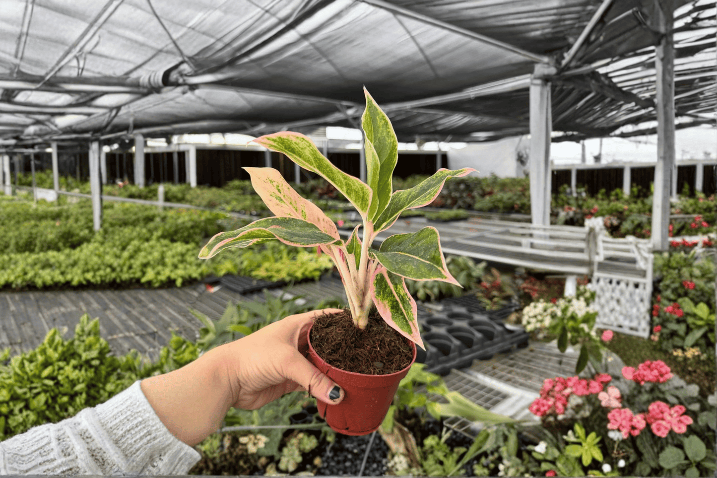 2 Aglaonema Ploy Champoo Live Plants – 4-Inch Pots – Aglaonema 'Ploy Champoo'