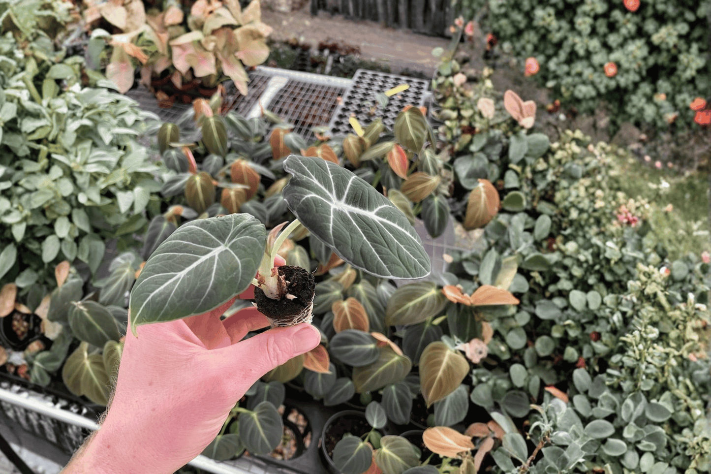 2 Alocasia Black Velvet 'Reginula' XL Starter Plants – Live Rare Tropical Aroids