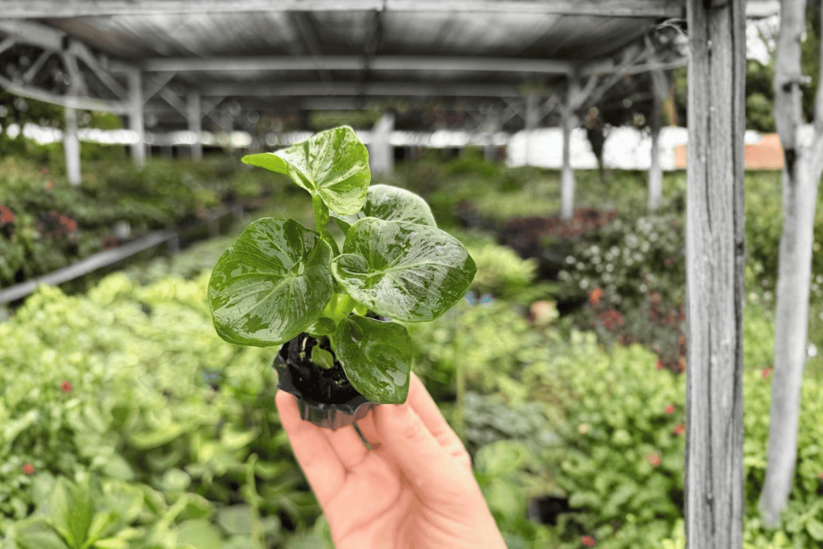 Philodendron Super Atom 2 Exact Starter Plants – 2” Cultivation Size