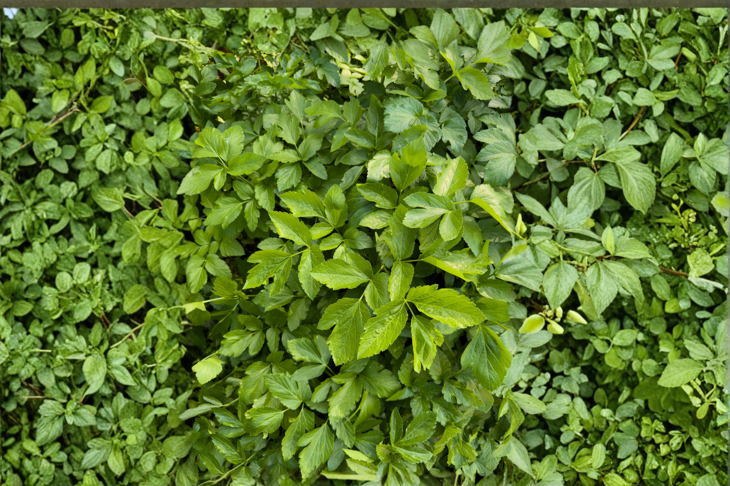 Vietnamese Water Celery Live Aquatic Plants – 3–5 Healthy Plants – Rau Cần Nước (Oenanthe javanica)