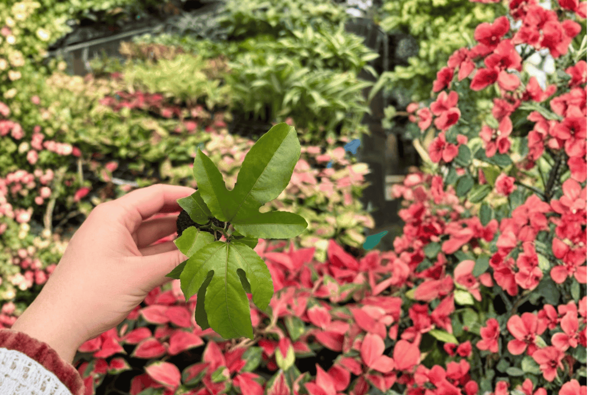Passiflora Panama Red 2 Live Starter Plants – 2-Inch Starter Size – Passiflora ‘Panama Red’