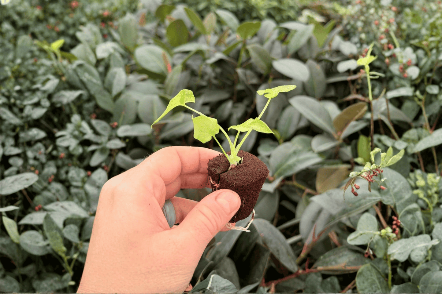 Philodendron Hope Aurea Variegated 2 Exact Live Starter Plants – Plugs