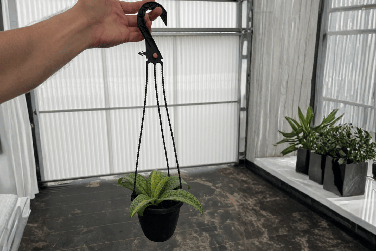 Variegated Leopard Lily 2 Live Plants – 4-Inch Hanging Baskets – Ledebouria socialis