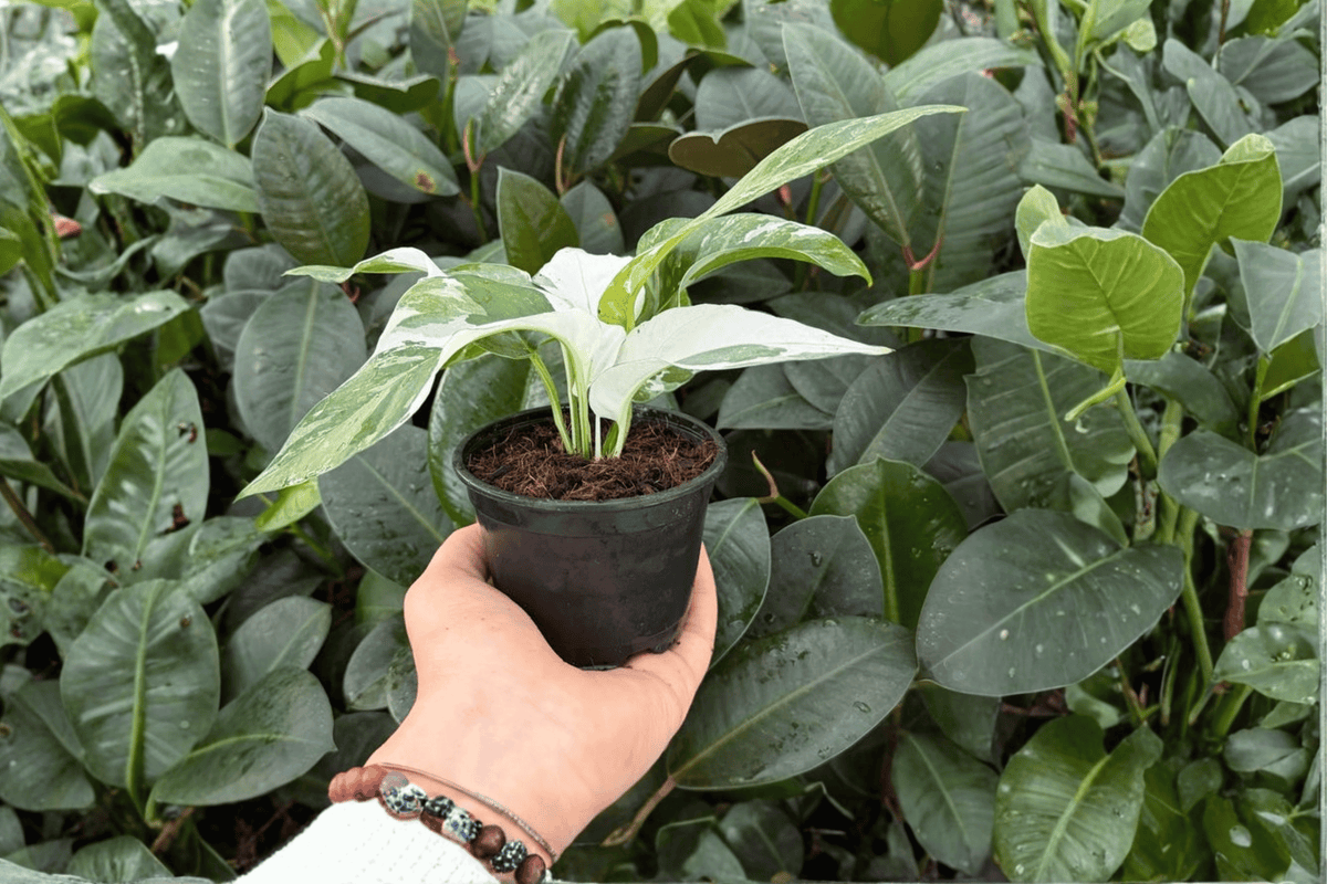 Epipremnum Pinnatum Albo 2 Exact Live Plants – Variegated 4” Size