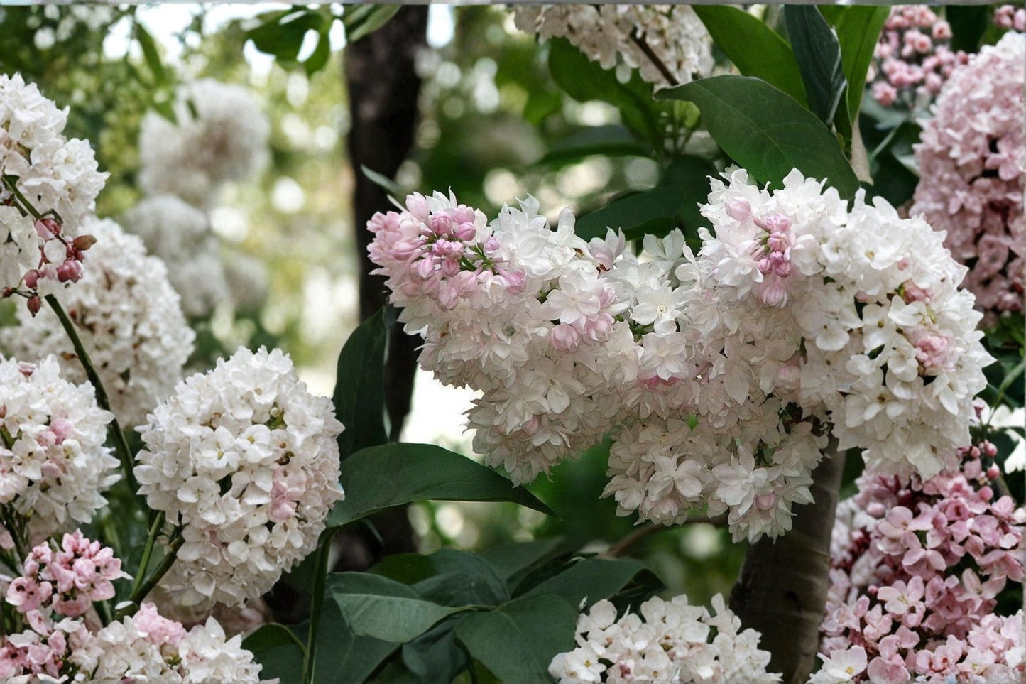 Beauty of Moscow Lilac Live Plant 1 Gallon Pot – Syringa vulgaris White Pink Double Bloom Fragrant Shrub Garden Plant
